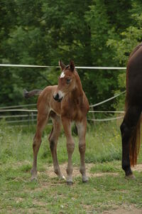 Dualenas Rowdy 4 Tage