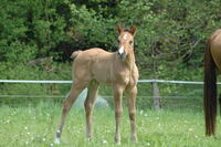 Dun It For The Dream