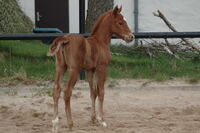 Dunit Like A Popstar