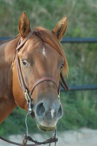 Chic und Flo und Elena 091