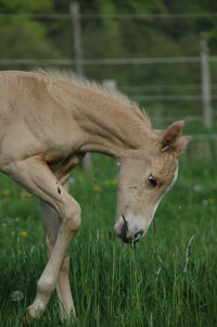 So werd ich mal laufen