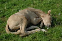 So jetzt bin ich m&uuml;de, nachti