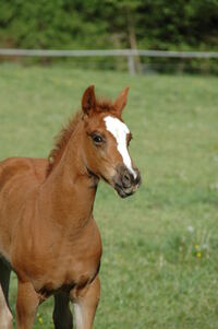 Remi Mercede 6 Wochen