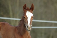 Remi Mercedes 3 Tage