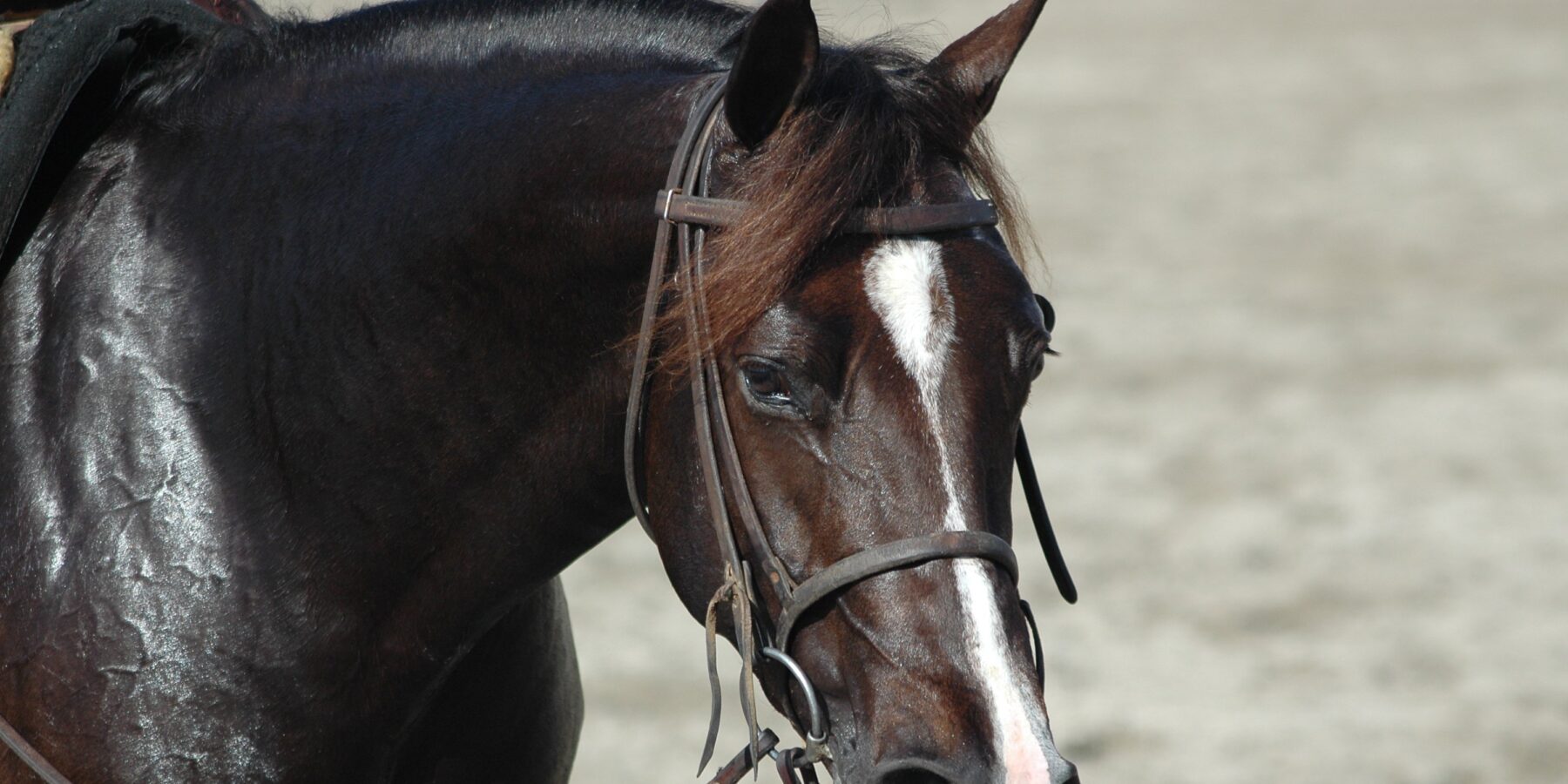 Little M Ranch – Little M Ranch